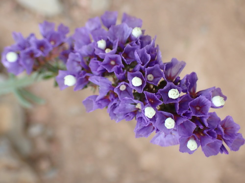 Wavyleaf sea lavender (Limonium sinuatum)