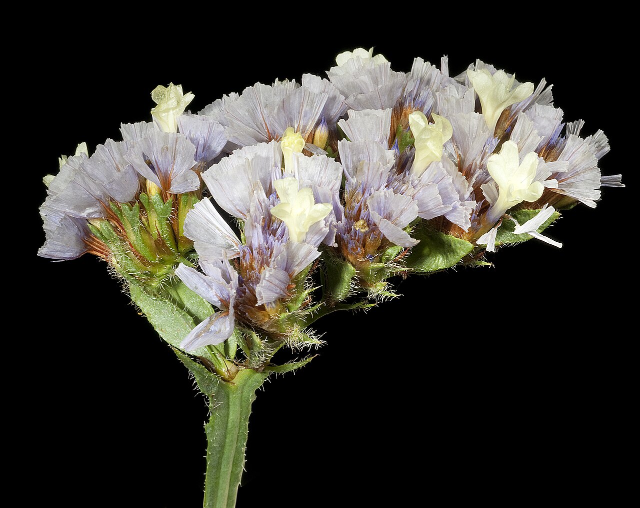 Wavyleaf sea lavender: KRT4094