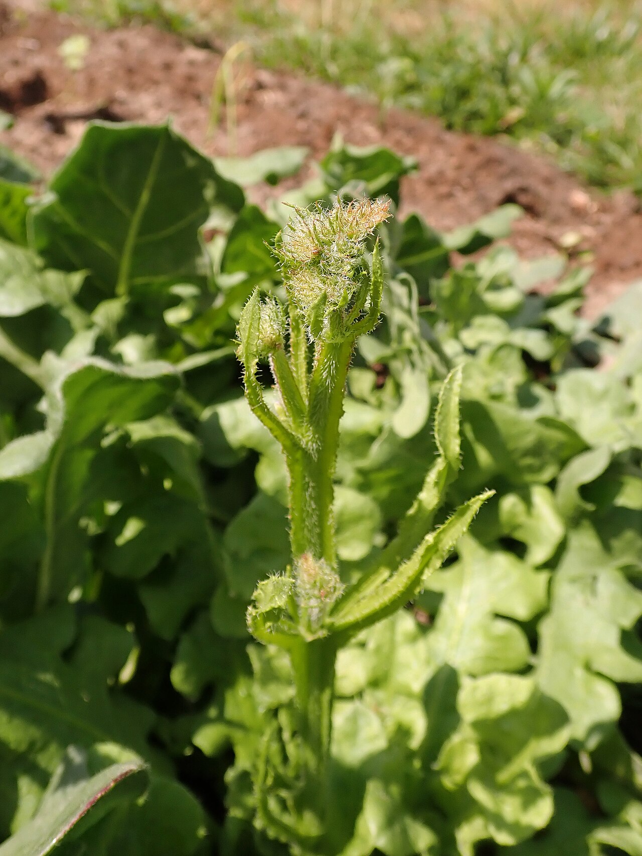 Wavyleaf sea lavender: Limonium sinuatum , allotment garden in Szczecin, West Pomeranian Voivdeship, Poland.