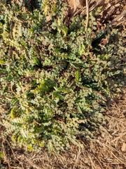 Wavyleaf sea lavender (Limonium sinuatum)