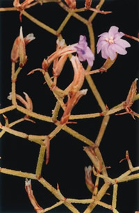 Statice ‡ rameaux raides: According to IUCN/SSC specialists this is one of the most endangered species of island floras in the Mediterranean area.