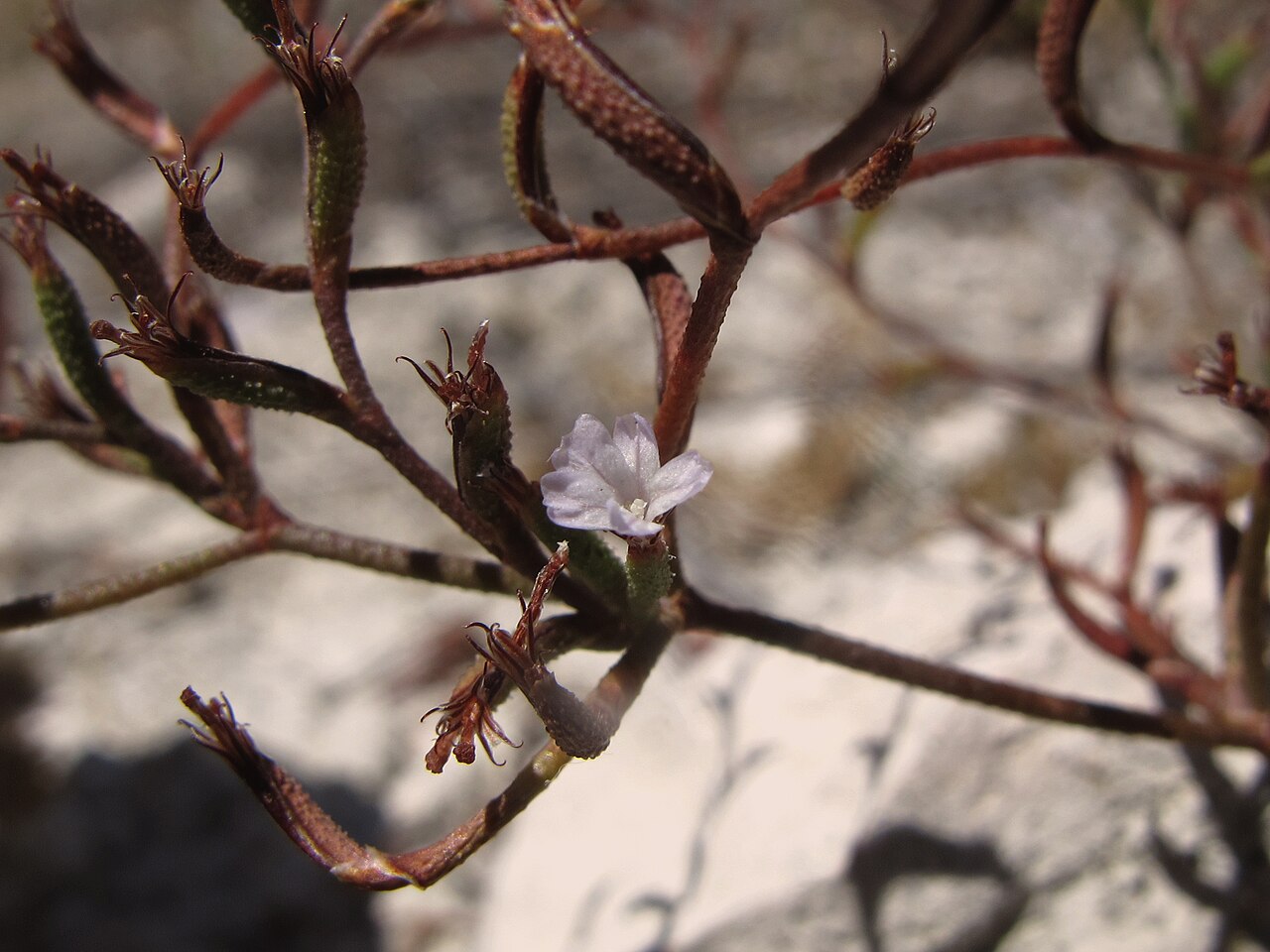 Limonium virgatum: Es la especie de saladina muy pequeña si bien el sitio no es costero es un lugar con una alta concentración de sales como puede comprobarse con la naturaleza ye