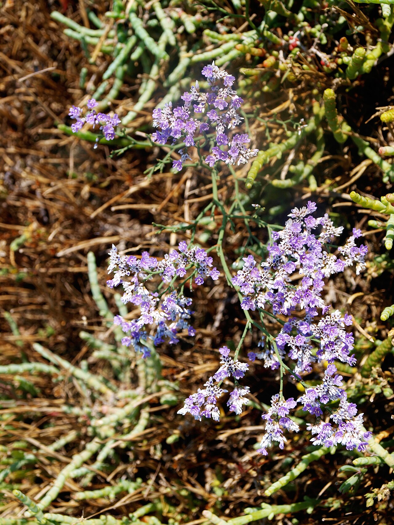 Limonium virgatum: This is a photograph of a Natura 2000 protected area with ID