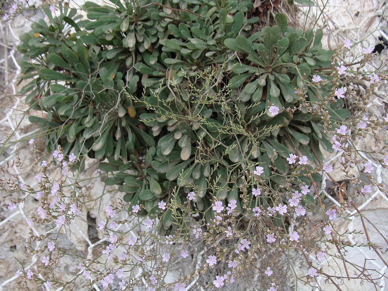 Limonium virgatum: Olive-leaved Sea-lavender ( Limonium virgatum ) in Algeria