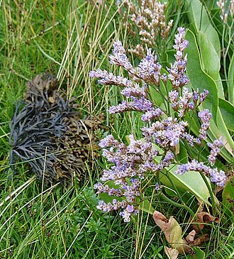 Mediterranean sea lavender: Common Sea Lavender (Limonium vulgare) Several clumps found growing on the shore near Rockcliffe.