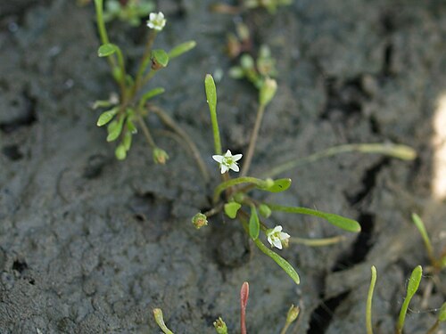 Water mudwort: Yu Ito (2012) Aquatic plant surveys in the eastern and central parts of North America. Bulletin of Water Plant Society, Japan 98: 51-56.