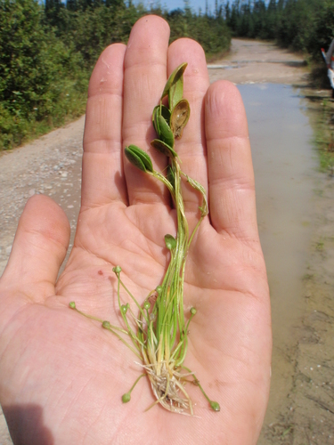 Water mudwort (Limosella aquatica)
