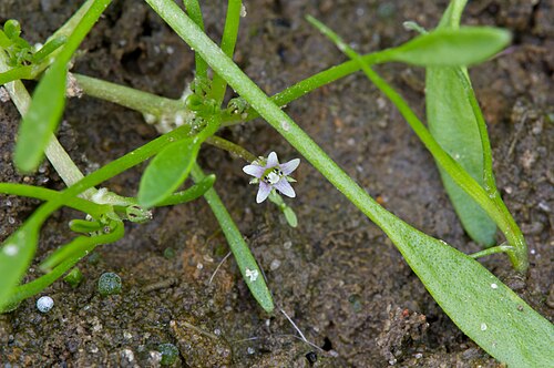 Water mudwort: Detail (with tiny flower) of Water mudwort , Limosella aquatica , near the banks of the Elbe River.