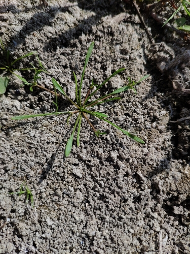 Water mudwort (Limosella aquatica)