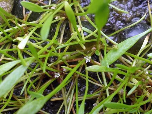 Water mudwort (Limosella aquatica)