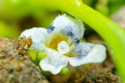 Water mudwort (Limosella aquatica)