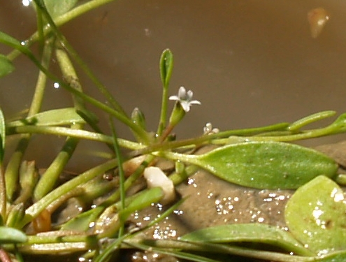 Water mudwort: Yu Ito (2012) Aquatic plant surveys in northern Europe. Bulletin of Water Plant Society, Japan 98: 45-50.
