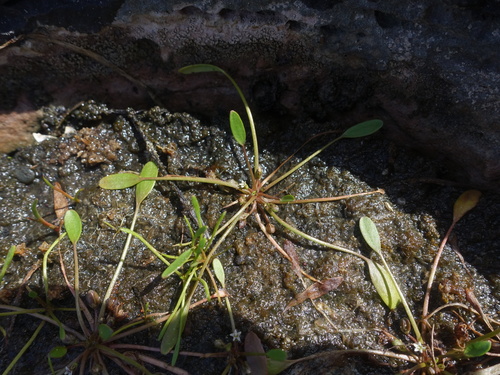 Water mudwort (Limosella aquatica)