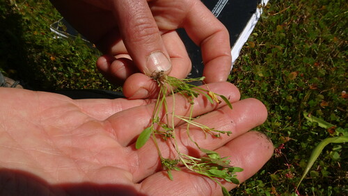 Water mudwort (Limosella aquatica)