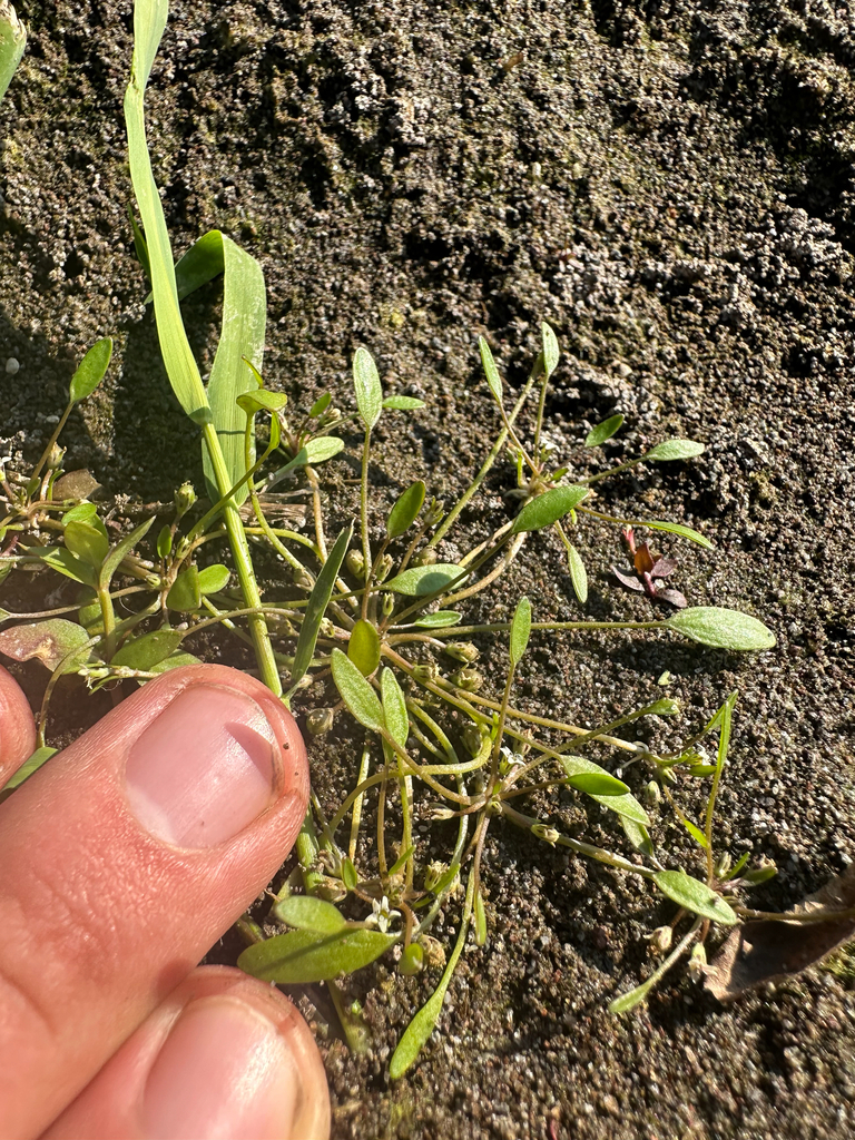 Water mudwort (Limosella aquatica)