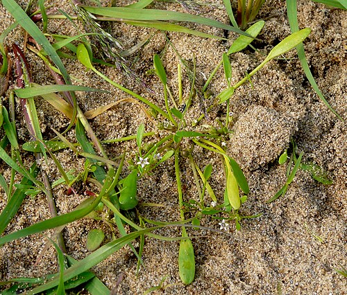 Water mudwort: Limosella aquatica at the river Elbe, Germany.