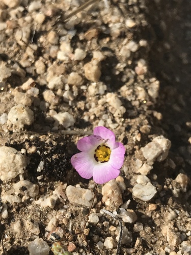 Desertbeauty (Linanthus bellus)