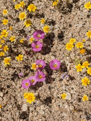 Desertbeauty (Linanthus bellus)