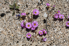 Desertbeauty (Linanthus bellus)