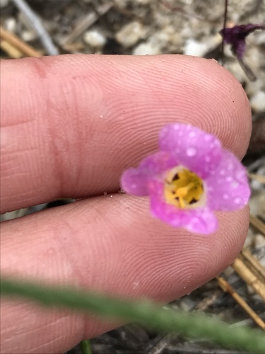 Desertbeauty (Linanthus bellus)