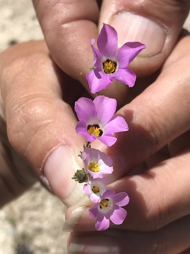 Desertbeauty (Linanthus bellus)