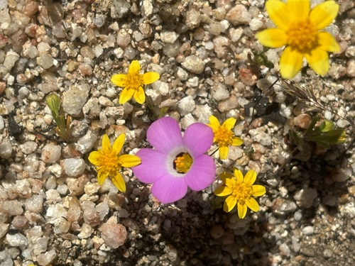 Desertbeauty (Linanthus bellus)