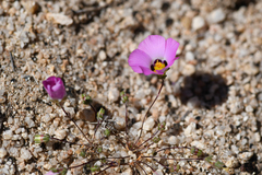 Desertbeauty (Linanthus bellus)