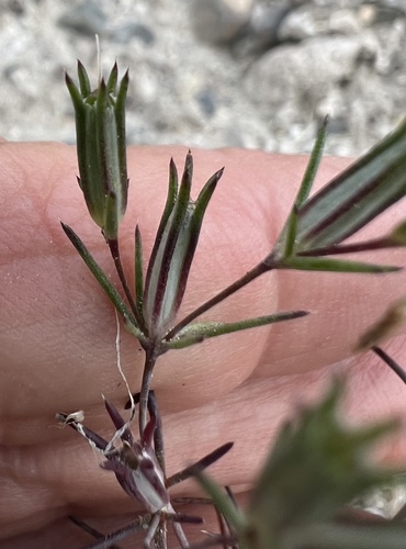 Bigelow's linanthus (Linanthus bigelovii)