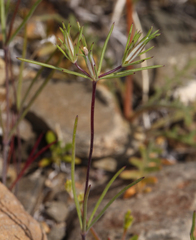 Bigelow's linanthus (Linanthus bigelovii)