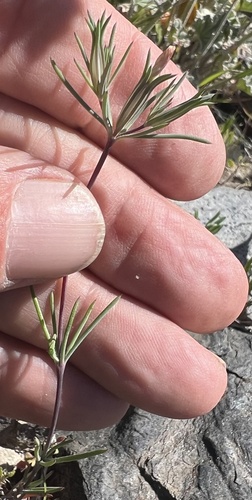 Bigelow's linanthus (Linanthus bigelovii)