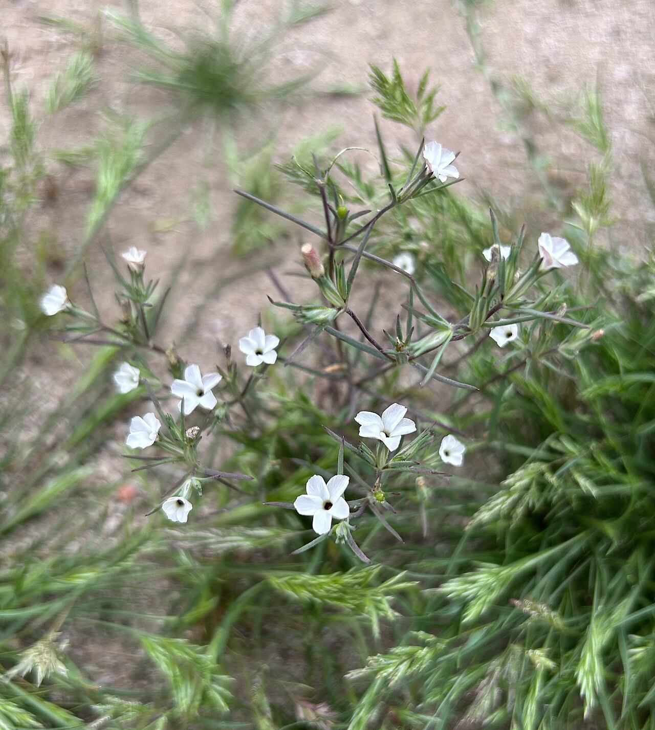 Bigelow's linanthus: Linanthus bigelovii