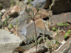 Bigelow's linanthus (Linanthus bigelovii)