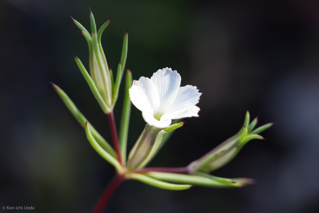 Bigelow's linanthus (Linanthus bigelovii)