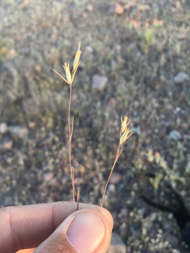 Bigelow's linanthus (Linanthus bigelovii)