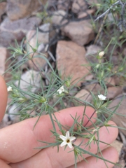 Bigelow's linanthus (Linanthus bigelovii)