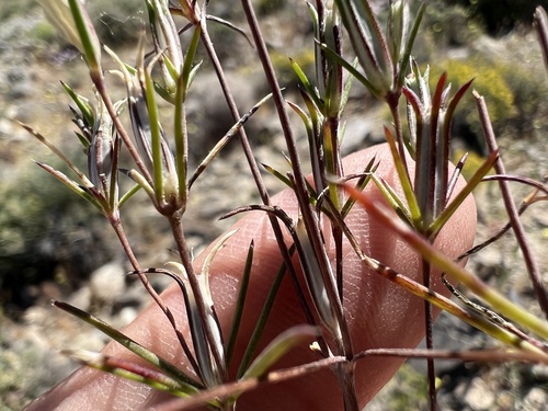 Bigelow's linanthus (Linanthus bigelovii)