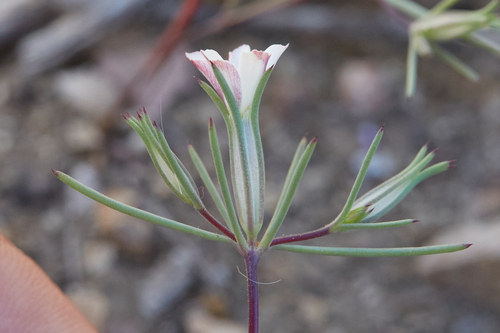 Bigelow's linanthus (Linanthus bigelovii)