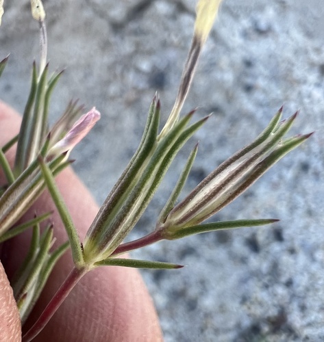 Bigelow's linanthus (Linanthus bigelovii)
