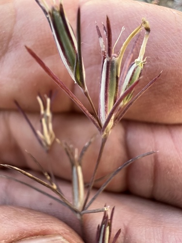 Bigelow's linanthus (Linanthus bigelovii)