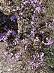 Linanthus californicus (Linanthus californicus)