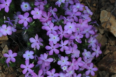 Linanthus californicus (Linanthus californicus)