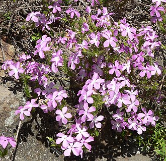 Linanthus californicus: Photo of Leptodactylon californicum at the Regional Parks Botanic Garden , Berkeley, California