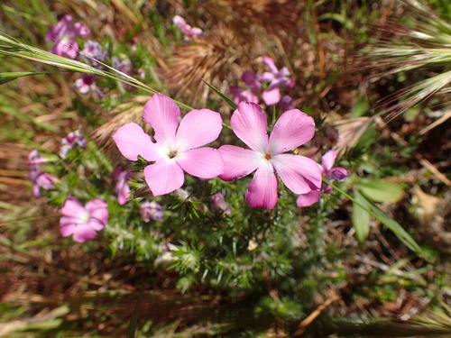 Linanthus californicus (Linanthus californicus)