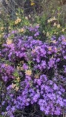 Linanthus californicus (Linanthus californicus)