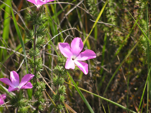 Linanthus californicus (Linanthus californicus)