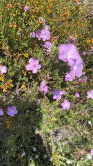 Linanthus californicus (Linanthus californicus)