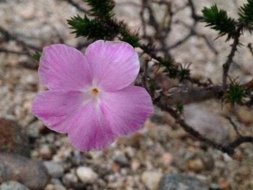 Linanthus californicus (Linanthus californicus)