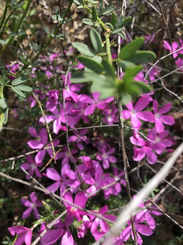 Linanthus californicus (Linanthus californicus)