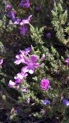 Linanthus californicus (Linanthus californicus)