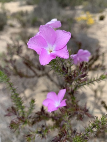 Linanthus californicus (Linanthus californicus)